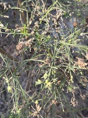 Rhopalomyia californica