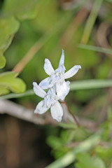 Delphinium nuttallianum