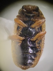 Macronaemia episcopalis