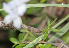 Delphinium nuttallianum