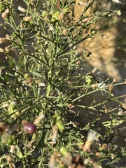 Rhopalomyia californica