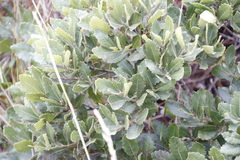 Morella diversifolia