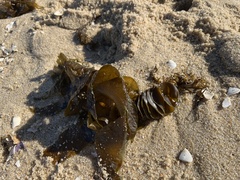 Undaria pinnatifida
