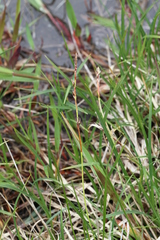 Carex richardsonii