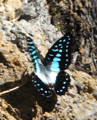Graphium eurypylus