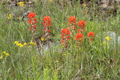 Castilleja coccinea