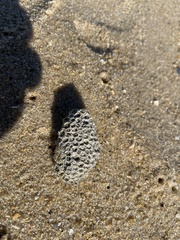 Plesiastrea versipora