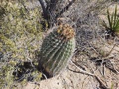 Ferocactus townsendianus