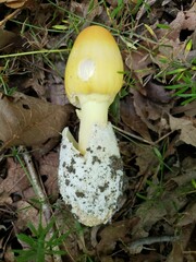 Amanita arkansana