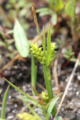Carex crawei