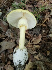 Amanita arkansana