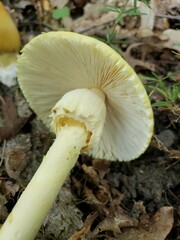 Amanita arkansana