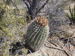 Ferocactus townsendianus