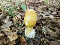Amanita arkansana