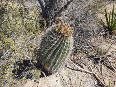 Ferocactus townsendianus