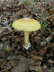 Amanita arkansana