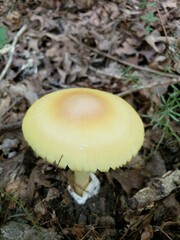 Amanita arkansana