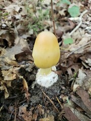 Amanita arkansana