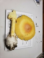 Amanita arkansana
