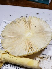 Amanita arkansana
