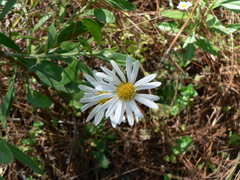 Leucanthemum