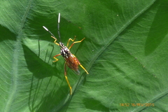 Holhymenia histrio