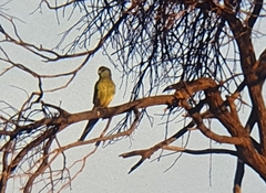 Psittaculidae
