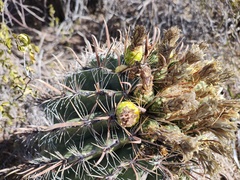 Ferocactus townsendianus
