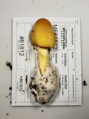 Amanita arkansana