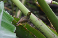 Arachnothera flavigaster