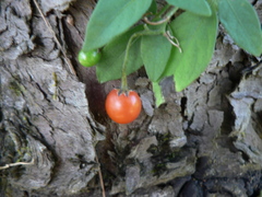 Solanum appendiculatum