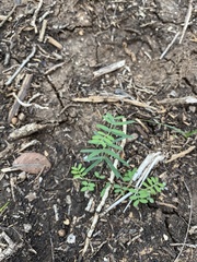 Vicia sativa
