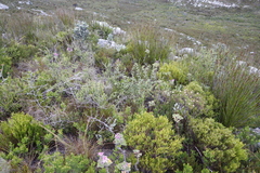 Asparagus rubicundus