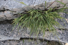 Carex garberi