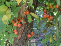 Solanum appendiculatum