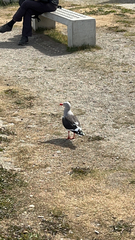 Leucophaeus scoresbii