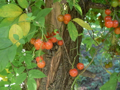 Solanum appendiculatum