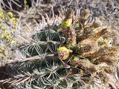 Ferocactus townsendianus