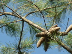Pinus greggii
