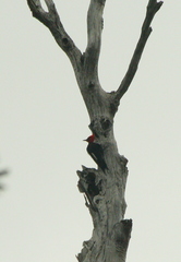 Campephilus magellanicus