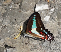 Graphium anthedon