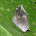 Memphis pseudiphis - Photo (c) Roger Rittmaster, algunos derechos reservados (CC BY-NC), subido por Roger Rittmaster