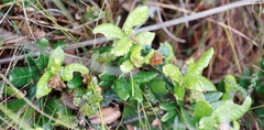 Morella kraussiana