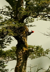 Campephilus magellanicus