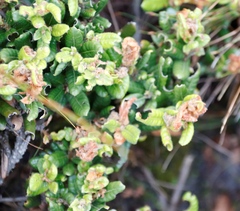 Morella kraussiana