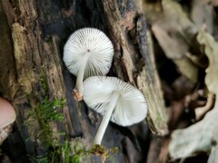 Pluteus septocystidiatus