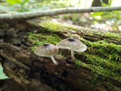 Pluteus septocystidiatus
