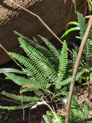 Adiantum hispidulum image