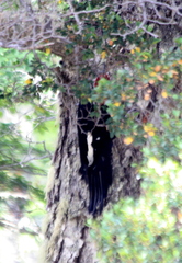 Campephilus magellanicus