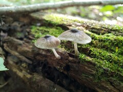 Pluteus septocystidiatus